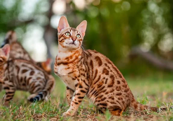Bengal cat with golden rosette spots and green eyes sitting on grass outdoors