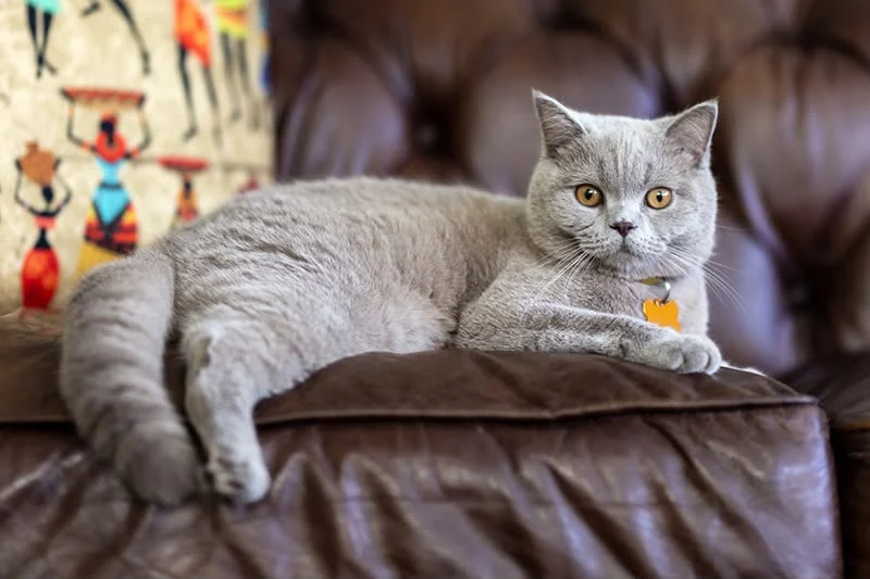 Lilac British Shorthair cat with orange eyes resting on a brown leather sofa