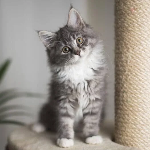 Grey and white Maine Coon kitten with tufted ears sitting next to a scratching post