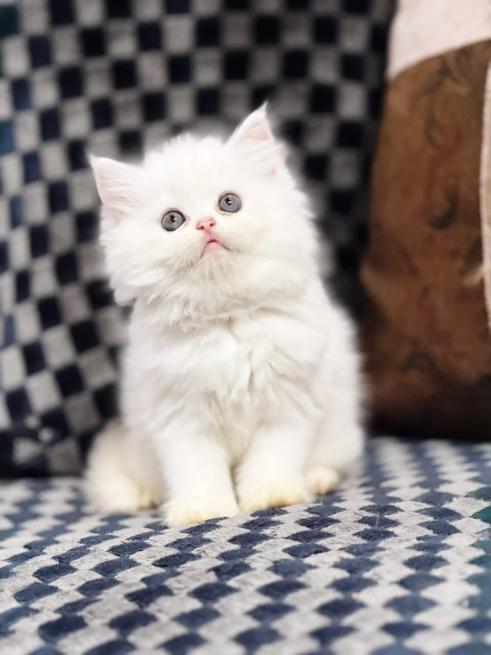 Fluffy white Persian kitten with bright blue eyes sitting on a blue and white checkered sofa
