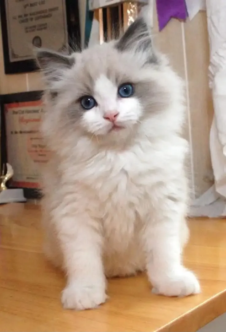 Fluffy Ragdoll kitten with blue eyes and grey and white fur sitting on a wooden table