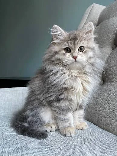 Fluffy Siberian cat with grey and white fur and bright eyes sitting on a grey sofa
